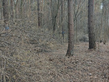 Działania w ramach czynnej ochrony pełnika europejskiego w PPK., 